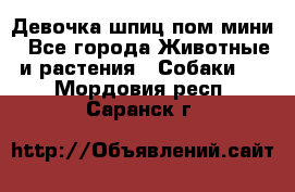 Девочка шпиц пом мини - Все города Животные и растения » Собаки   . Мордовия респ.,Саранск г.